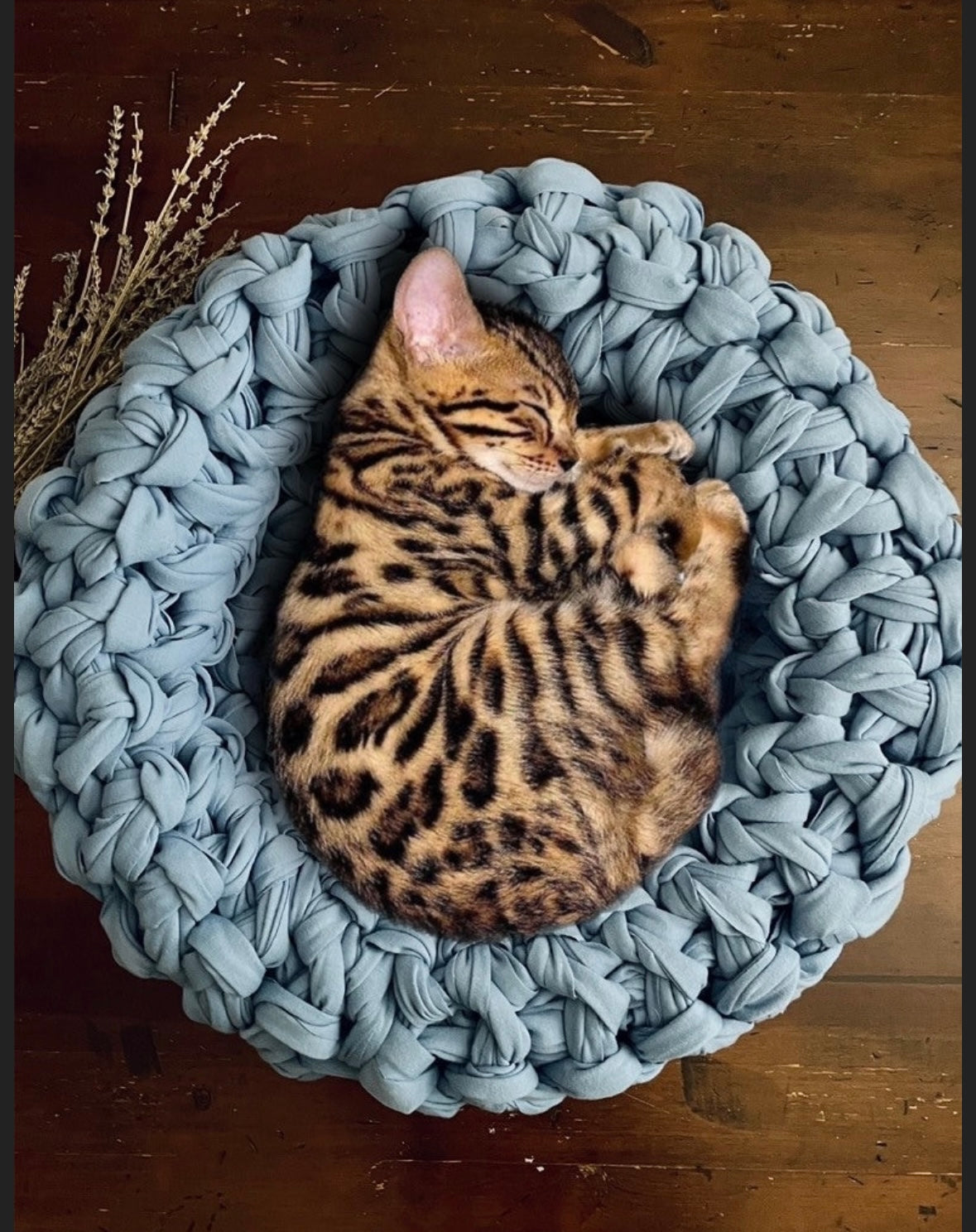 Fur baby bed, organic cotton cat bed, dog bed, unique cat bed